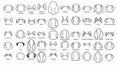 Custom Dog Shirt, Custom Dog Name Shirt, Custom Dog Ears Shirt, Personalized Dog Shirt, Dog Mom Shirts, Dog Dad Shirts, Gift for Dog Lovers